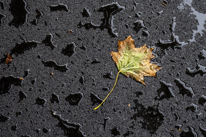 Возвращаемся в рамки климата: какая погода ждет Петербург на этой неделе | Источник: Михаил Огнев / FONTANKA.RU