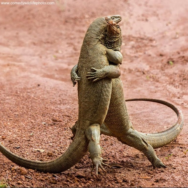 Источник: Serhy Savvi / Comedy Wildlife Photography Awards 2018
