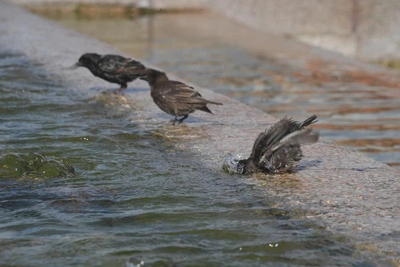 На улице Вольского в Петропавловске продолжают откачивать воду