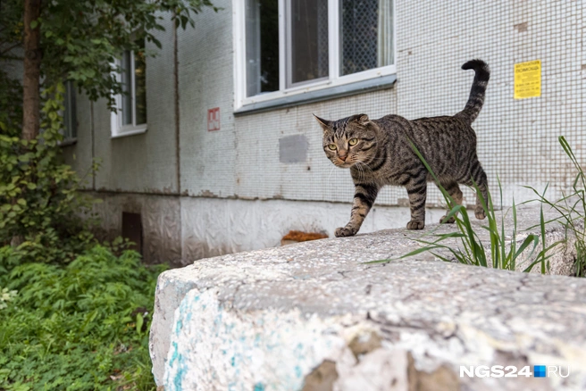 Ухо, возможно, повредил в драке | Источник: Мария Ленц / NGS24.RU