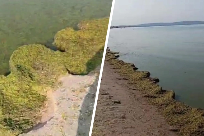Водоросли летом на пляже в Анапе — явление обычное | Источник: MoreOz / T.me