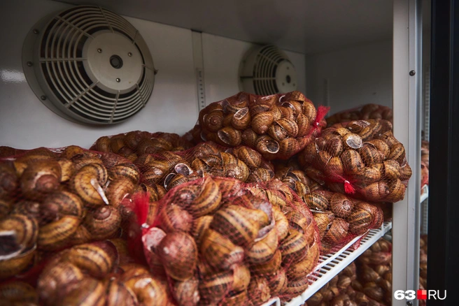 В холодильнике +4 градуса. Улитка уходит в зимнюю спячку — прячется поглубже в панцирь и «закрывает» вход черной пленкой. Если бы она оставалась в живой природе и пришла бы зима, она бы закопалась на полтора метра в землю и сделала бы то же самое: пленка, спячка. А весной выползла бы наружу, как ни в чем не бывало! | Источник: Роман Данилкин / 63.RU