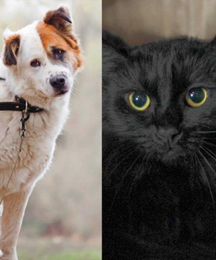 Котопёс недели: возьмите из приюта нежного пса Кумира или эффектную кошку Липу