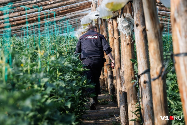 Нелегалы могут прятаться не только, например, в турбинах, но и в помидорной рассаде. В ней, кстати, это делать гораздо удобнее | Источник: Алексей Волхонский / V1.RU