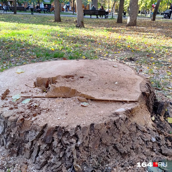 Источник: Сергей Гендин / 164.RU