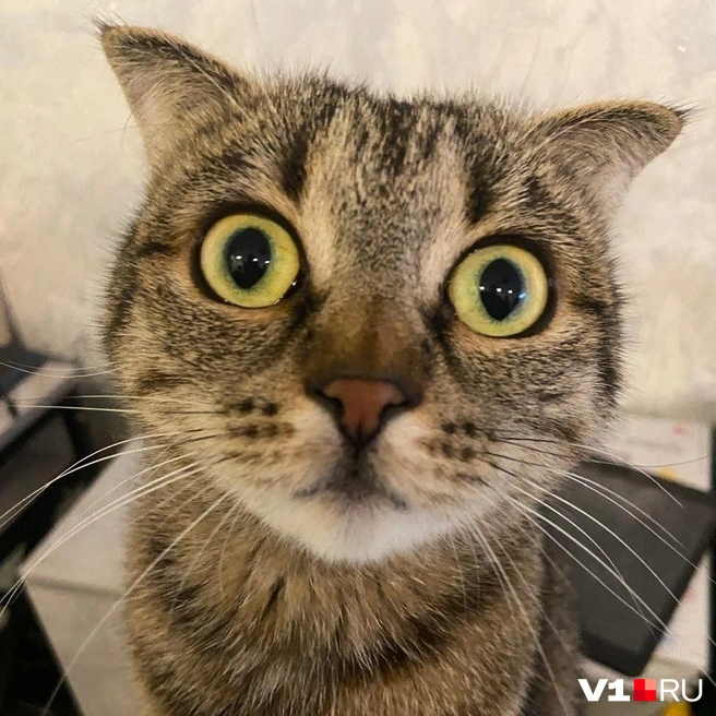 Неужели камера так напугала? | Источник: читатели V1.RU