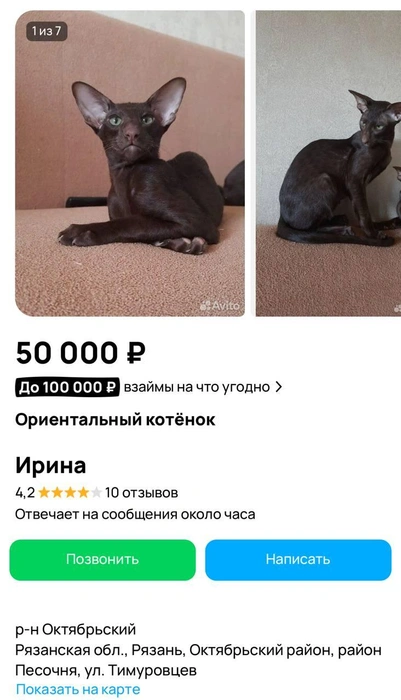 За такого малыша просят 55 тысяч рублей | Источник: сайт бесплатных объявлений