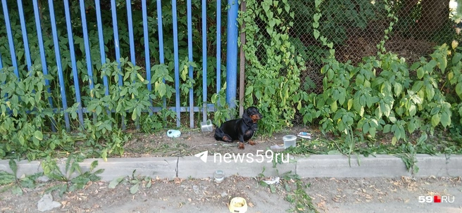 Даже после избавления от привязанного поводка такса продолжила сидеть на месте, словно ожидая возвращения своего хозяина | Источник: читательница 59.RU