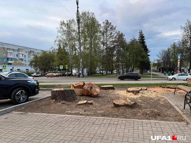 В Уфе решили вырубить все пихты: в администрации объяснили причину | Источник: Андрей Бирюков / UFA1.RU