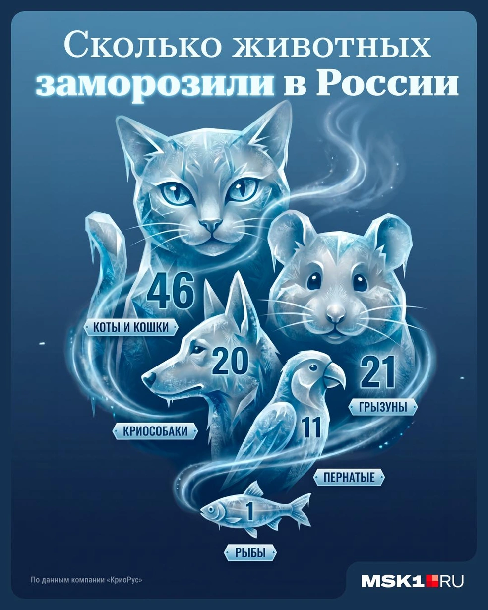 Сколько животных заморозили в России | Источник: Серафима Пантыкина / Городские медиа
