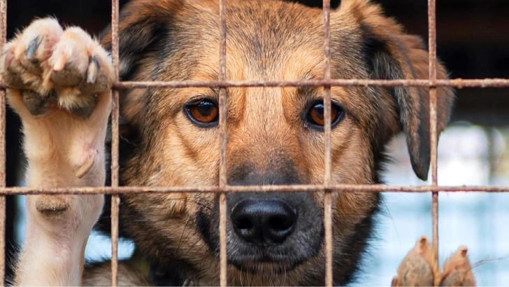 Источник: andysavchenko/Shutterstock/Fotodom.ru