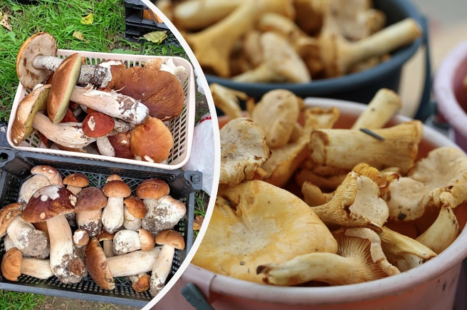 Рассказываем, где лучше всего собирать грибы в Подмосковье  | Источник: Сергей Печников / Грибы в Подмосковье 2025 / VK.com; Евгений Софийчук / NGS55.RU 