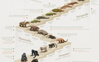 От первых клеток к Homo sapiens: посмотрите на 4 миллиарда лет эволюции в одной картинке