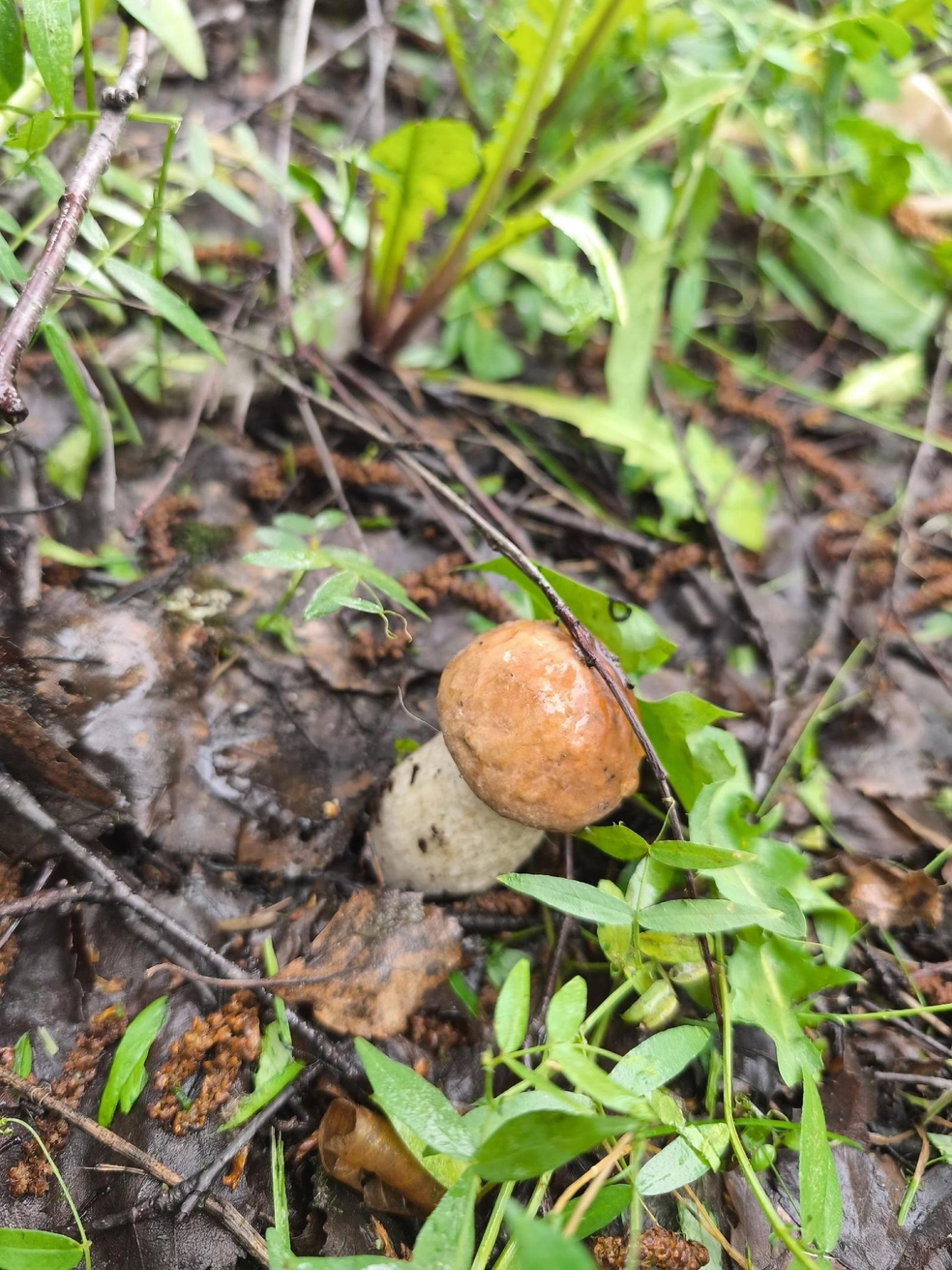 Архангельский, городской гриб | Источник: Виктор Вершинин