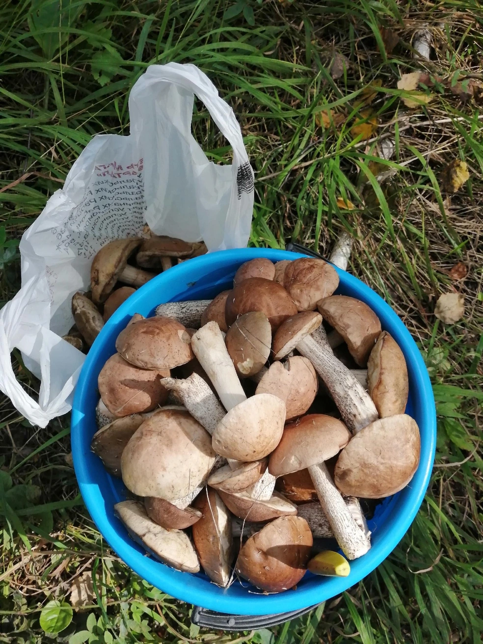 А эти грибы собраны уже в районе Верхней Пышмы | Источник: Светлана Дубских / «Грибы и грибники Екатеринбурга и Свердловской области» / Vk.com