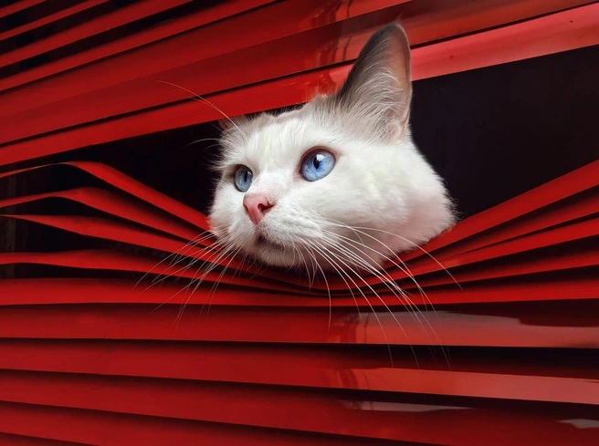 Снимок попал в финал в номинации «Мобильная съемка» | Источник: He Huapei / Pet Photography Awards 2026