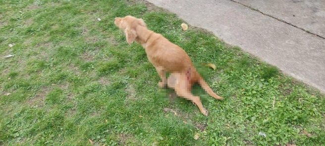 парализованные конечности  | Источник: ГУ МВД России по Ставропольскому краю