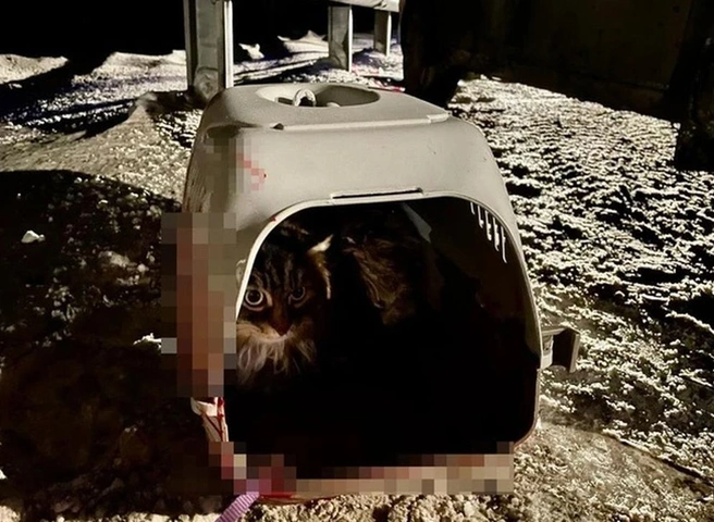 В Свердловской области кошка выжила в смертельной аварии, в которой погибли ее хозяева | ya62.ru