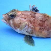 Подводный робот нашел «рыбий роддом» на 1000 «коек» на дне моря Уэдделла: вот как это выглядит (видео)