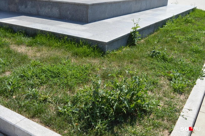 Сорняки, растущие пока вместо роз у основания памятника Чкалову | Источник: Анастасия Баринова / 56.RU