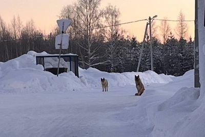 Residents terrified by stray dog packs in KhMAO settlement