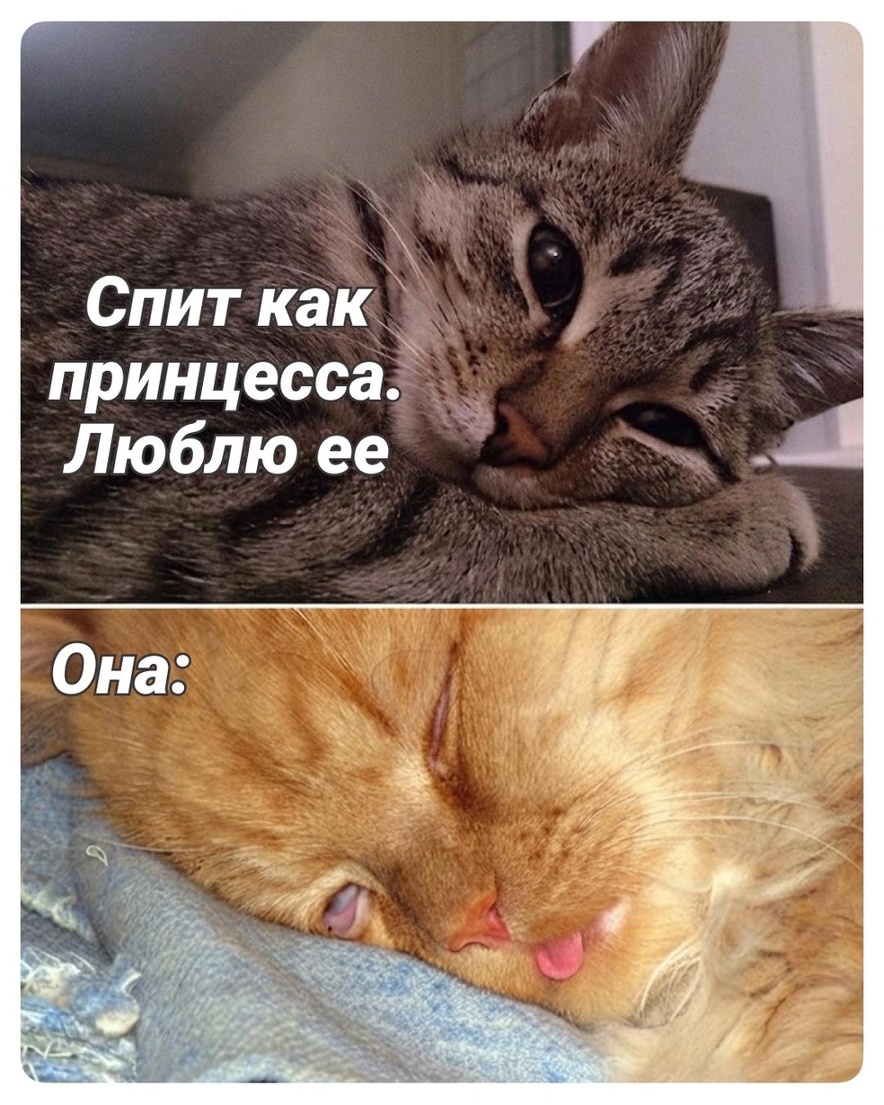 Ну точно же, принцесса! | Источник: Городские медиа