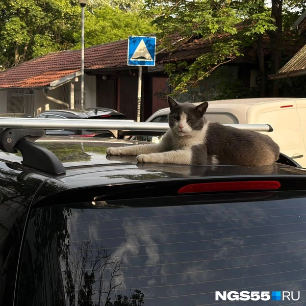 Вокруг были животные | Источник: Анна Иванина / NGS55.RU