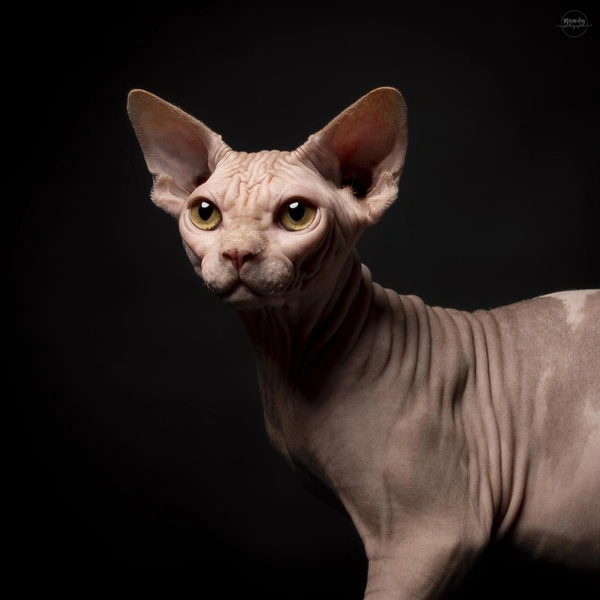 Четвертым в рейтинге (18&nbsp;080 баллов) идет канадский сфинкс AV LJUSALFHEIM Thor из Франции | Источник: WCF