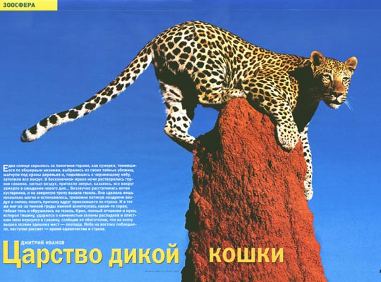 Фото №1 - В царстве дикой кошки