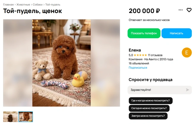 Щенок той-пуделя (мальчик). Девочка стоит на 50 тысяч больше | Источник: Avito.ru