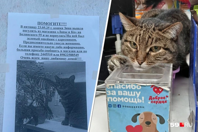 Зина прожила в магазине 15 лет. Ее знают все местные | Источник: предоставлено Мариной; Александра Куляпина / 59.RU