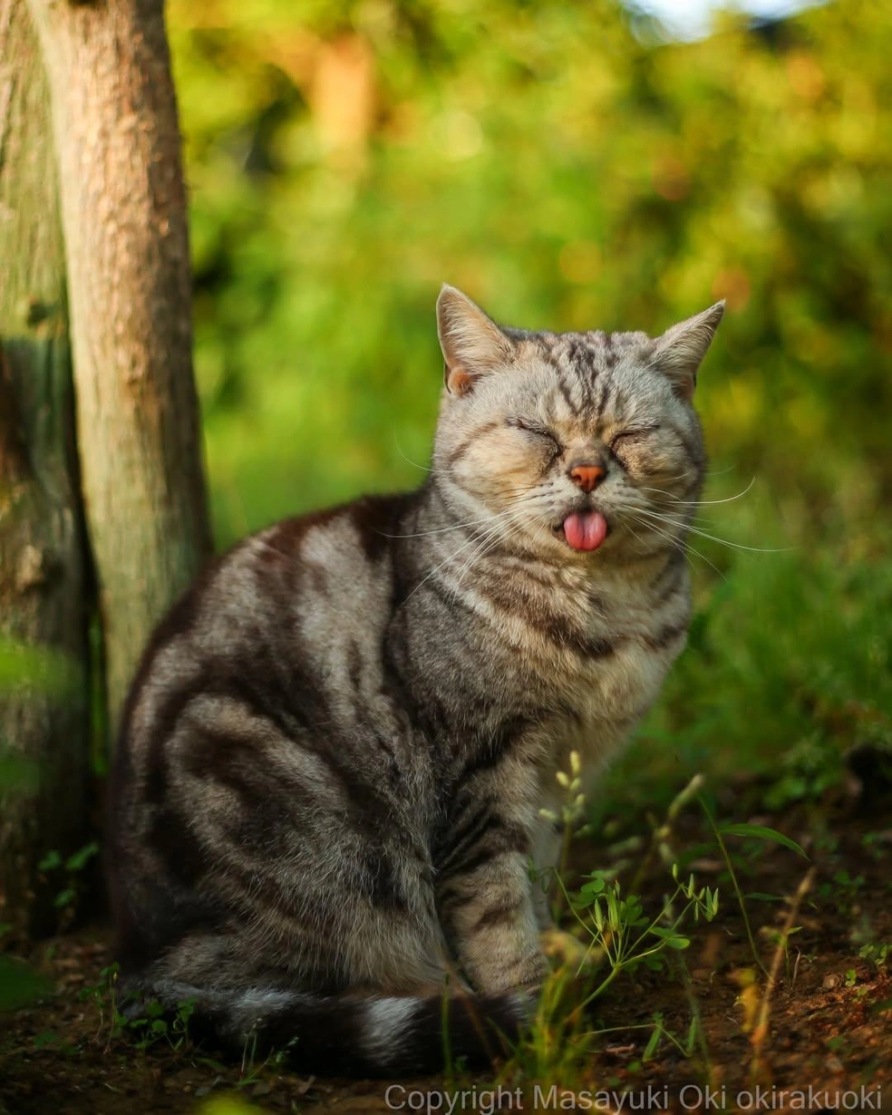 Какой же забавный | Источник: okirakuoki / Instagram (экстремистская организация, деятельность запрещена на территории РФ)