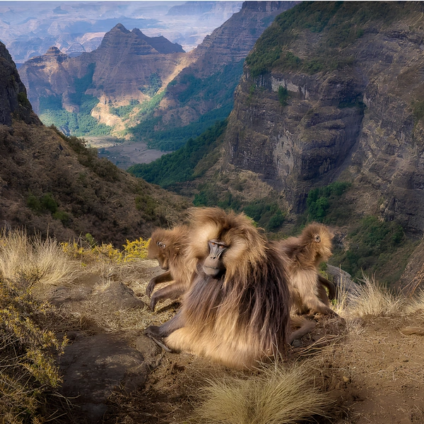 Источник: Turgay Uzer / The Artist Gallery Awards&nbsp;— Wildlife 2024