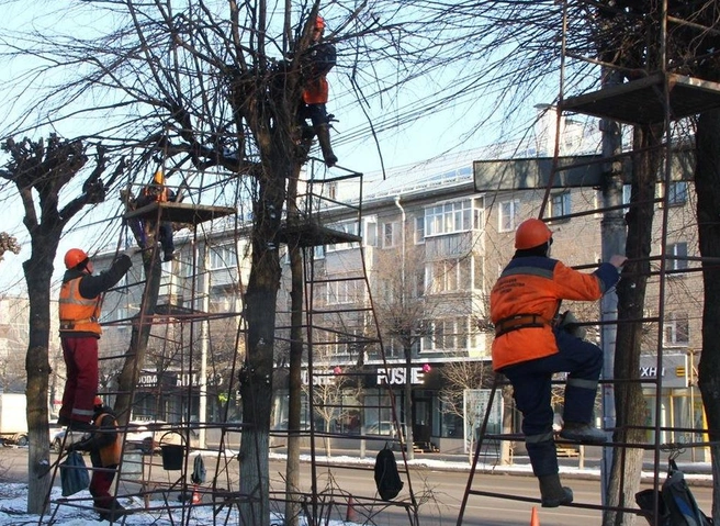 В Рязани продолжаются уборка и зимняя обрезка деревьев | ya62.ru