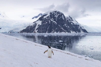 Фотограф из Архангельска рассказал о жизни антарктических пингвинов