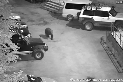 Медведь зашёл во двор дома на Камчатке