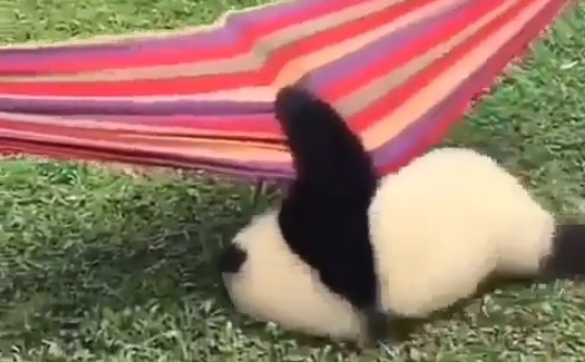 У панды никак не получается забраться в гамак, но она не сдается (видео)