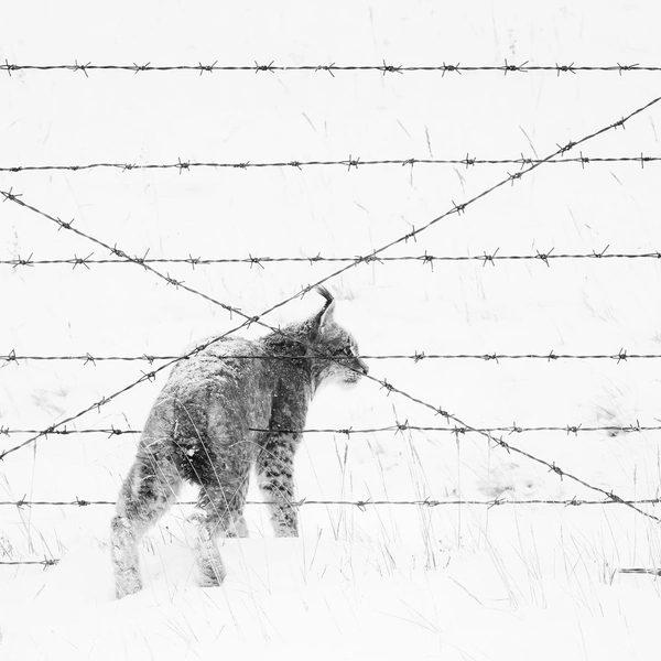 Победитель в номинации «Человек и природа» | Источник: Xingchao Zhu / Nature Photographer of the Year 2025