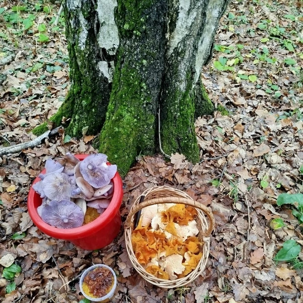 Источник: Екатерина Адарюк / Грибы в Подмосковье 2025 / VK.com