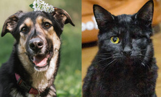 Котопёс недели: возьмите из приюта трепетную собаку Шаби или кота-сердцееда Джека Воробья