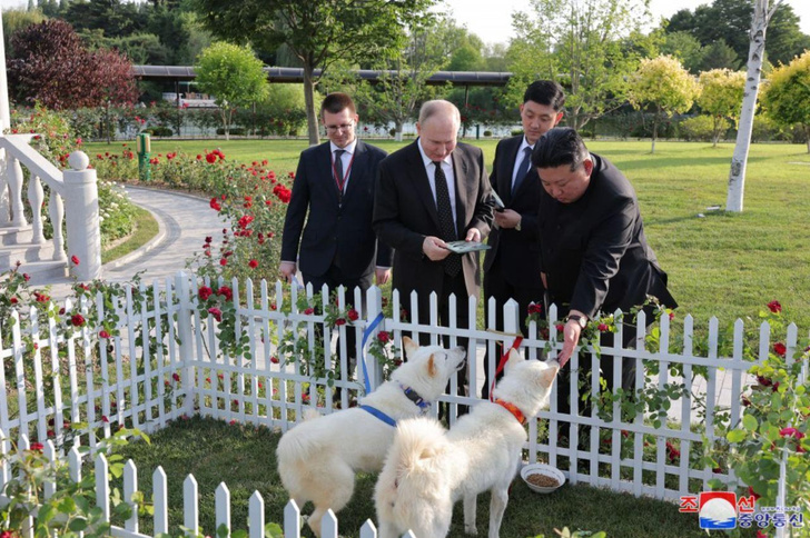 Что за собаки породы пхунсан, которых Ким Чен Ын подарил Владимиру Путину