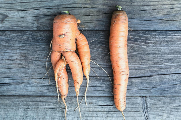 морковь, урожай, кривая, почему
