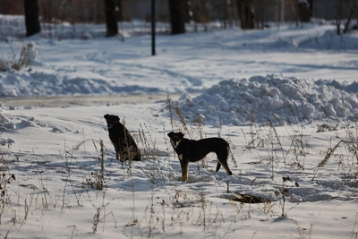Stray dogs attack two in Voronezh, criminal case initiated