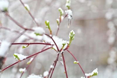 Циклон из Баренцева моря принес снег в Тулу