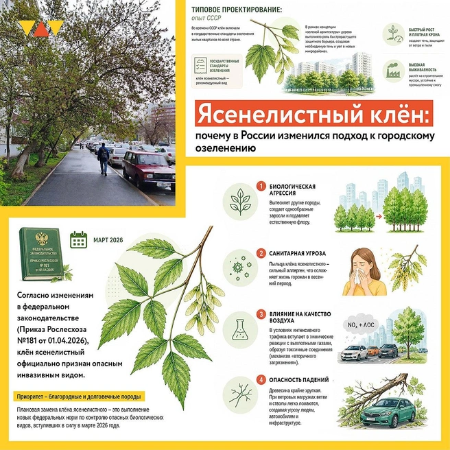 Как оказалось, у клена много нюансов | Источник: arch.gorodufa.ru