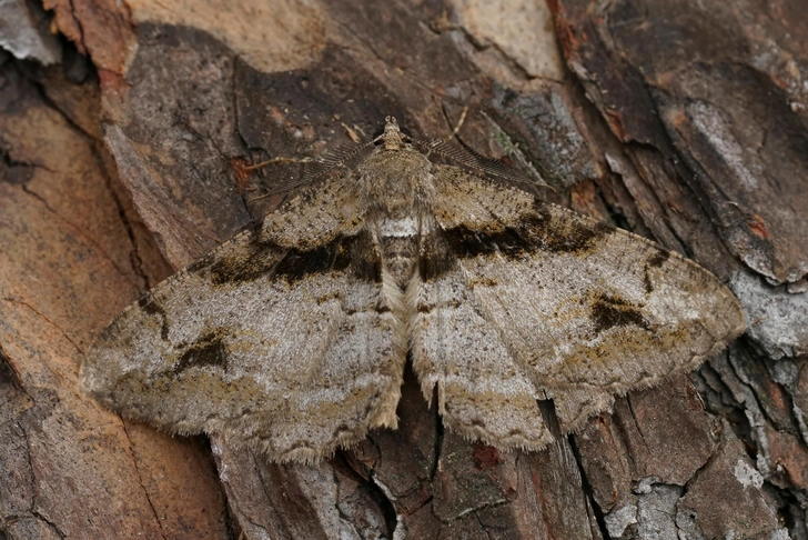 Пяденица дымчатая пятнистая (Alcis deversata) | Источник: HWall via Shutterstock/Fotodom.ru