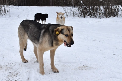 Стая бездомных собак атаковала 11-летнего мальчика в Братске