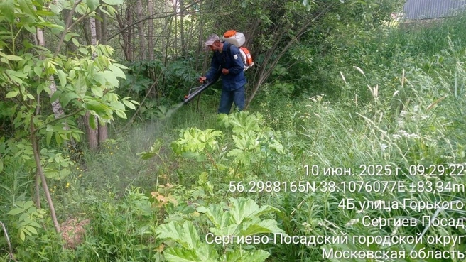 Как боролись с борщевиком в Сергиевом Посаде | Источник: Сергей Тостановский / Vk.com