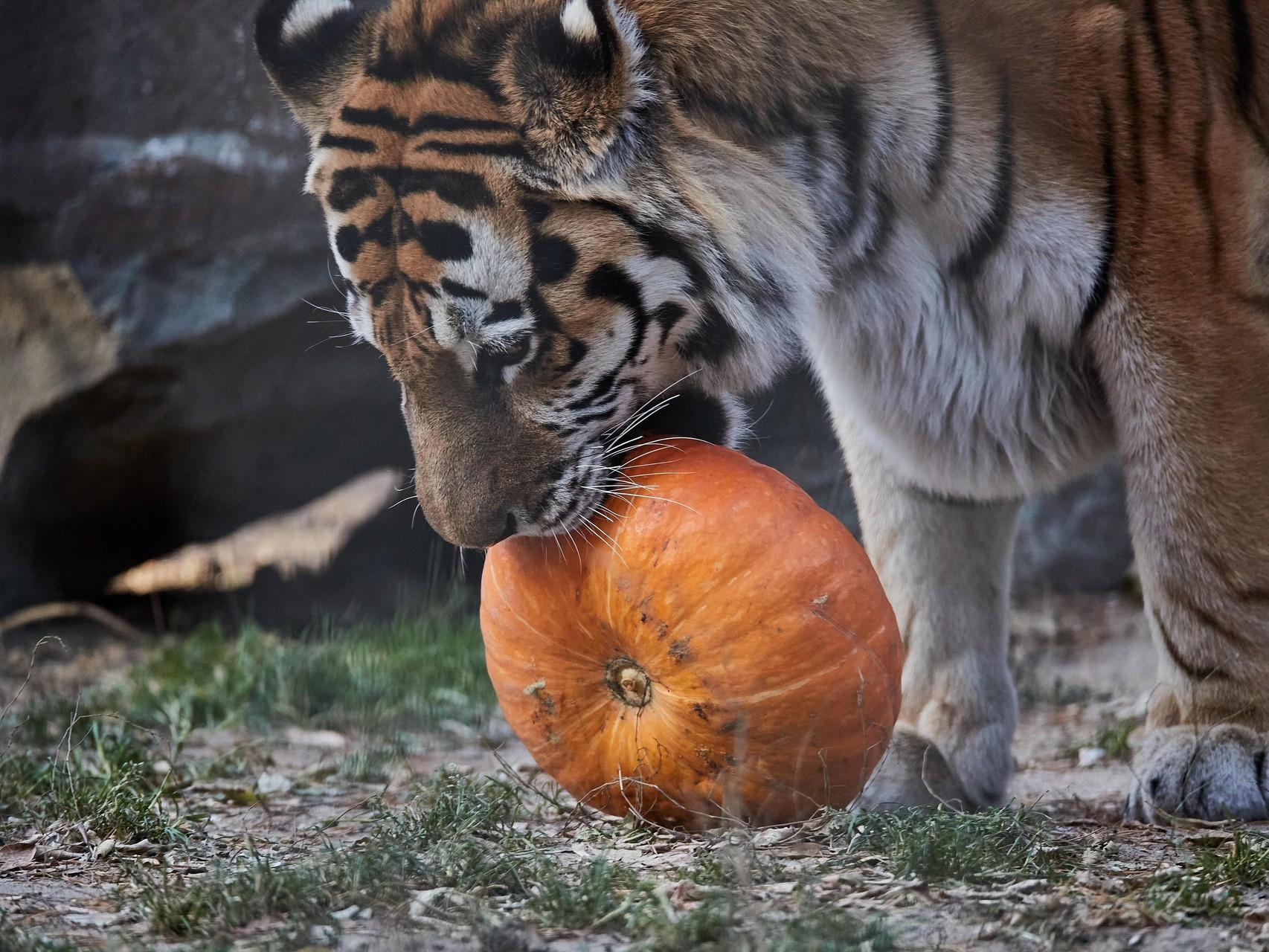 В зоопарке Казани построят вольер для амурских тигров. Это вымирающий вид