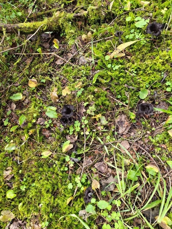 Сначала и не заметишь | Источник: Читатель NGS24.RU 